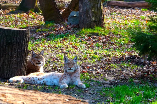 Δύο Λύγκες Κείτονται Στο Γρασίδι Του Δάσους Θηλυκές Γάτες — Φωτογραφία Αρχείου