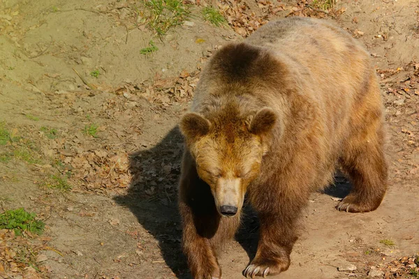 Zbliżenie Niedźwiedzia Brunatnego Lesie Słoneczny Dzień — Zdjęcie stockowe