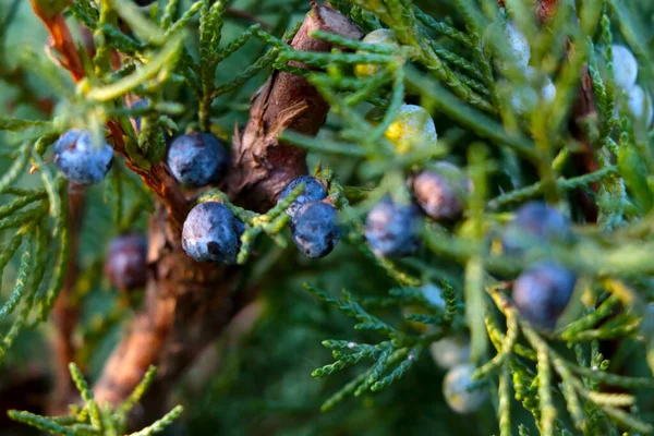 Selective Focus Young Juniper Branch Park — Photo