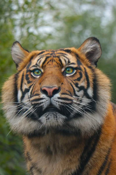 Close-up van een jonge mooie tijger in het wild. — Stockfoto