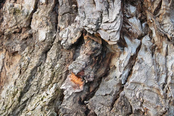 Close-up van de textuur van de schors van de boom in het park. — Stockfoto