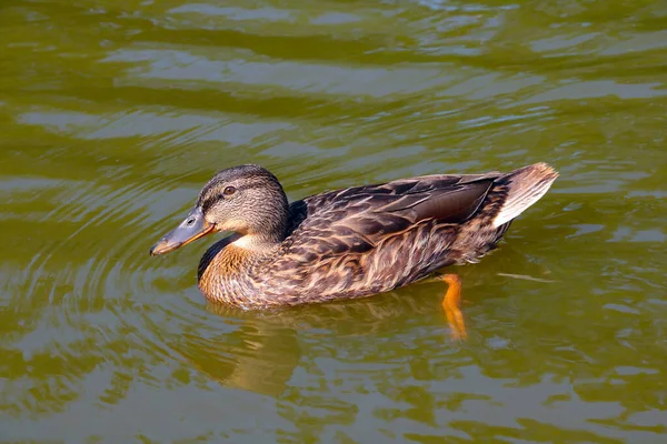 Close-up of a floating wild duck in the lake. — 스톡 사진