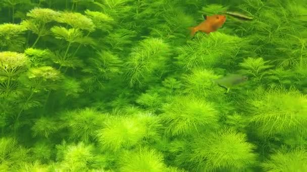 Background Green Algae Small Fish Swim — стоковое видео