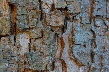 Ağaç kabuğunun gövdesine, ahşap dokusuna yakın çekim.