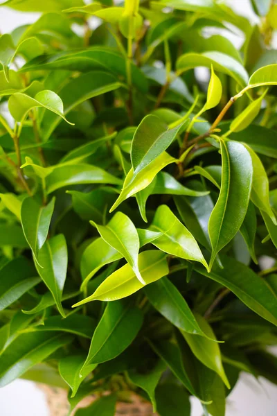 Groene Bladeren Van Jonge Bloemen Kamerplanten — Stockfoto