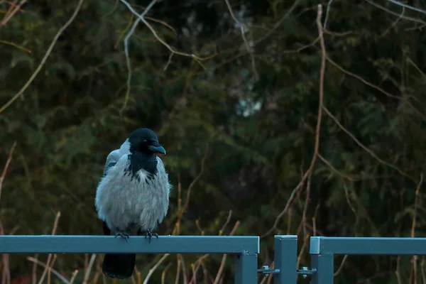 Cerca Sienta Cuervo Negro Parque —  Fotos de Stock