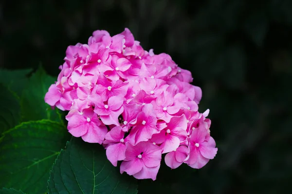 Een Uitzicht Van Een Bloeiende Rode Hortensia Knop Het Park — Stockfoto