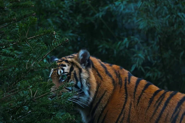 Närbild Vuxen Tiger Skogen — Stockfoto