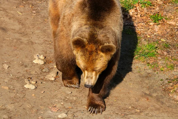 Close Large Brown Bear Forest — 图库照片