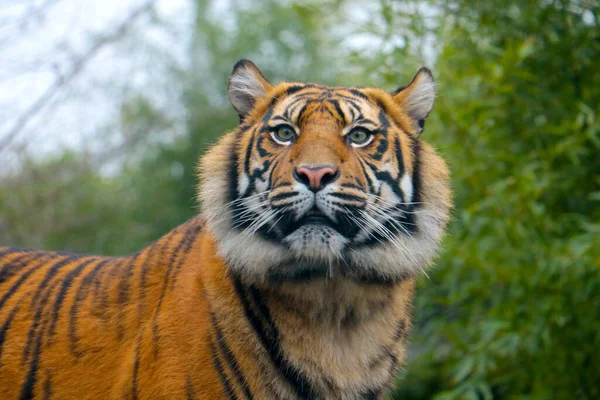 Närbild Ung Vacker Tiger Parken — Stockfoto