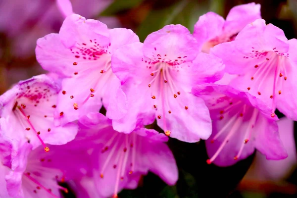 Selective Focus Flowering Branch Rhododendron Park Spring — Stock Photo, Image