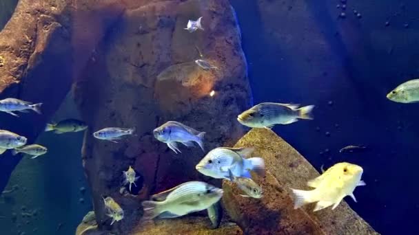 各种鱼在水族馆里慢慢游 — 图库视频影像