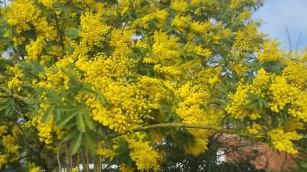 Close Blooming Mimosa Park Spring — ストック動画