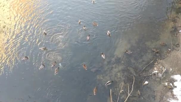Top View Floating Ducks Water Slow Motion — Video
