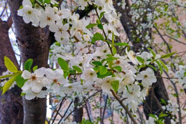 İlkbaharda bir parkta kiraz çiçeği dalı