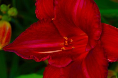 Parkta çiçek açan büyük kırmızı zambağın yakın çekimi.