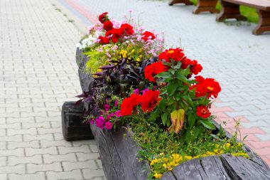 Parktaki çiçek tarhında farklı güzel çiçekler açar.