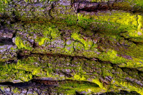 Närbild Texturen Barken Ett Träd Med Mossa — Stockfoto