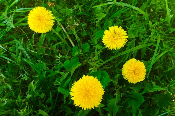 Желтые Одуванчики Растут Зеленой Траве — стоковое фото