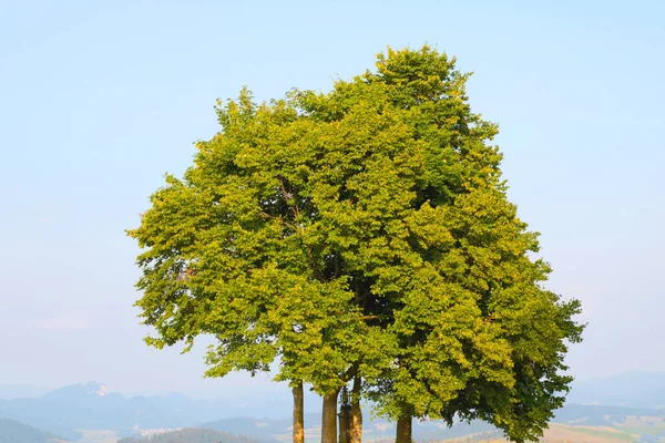 Ett Ensamt Träd Mot Bakgrund Blå Himmel Och Berg — Stockfoto