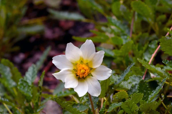 Fleur Blanche Fleurit Dans Prairie Printemps Été — Photo