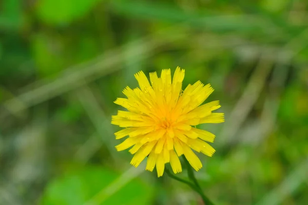 Uma Flor Dente Leão Amarelo Floresce Prado Verão Fundo Primavera — Fotografia de Stock