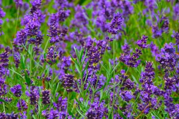 Schöne Violette Lavendelfelder Sommer — Stockfoto