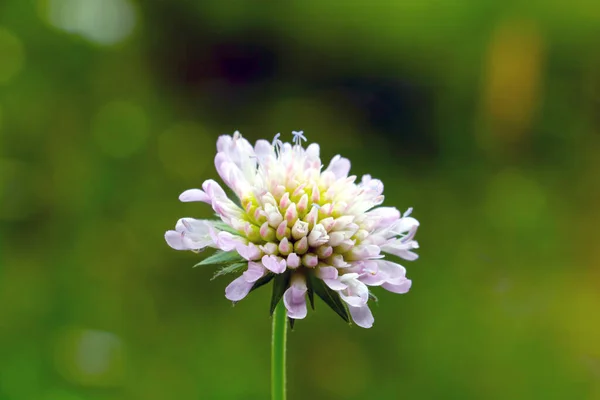Baharda Bir Çayırda Çiçek Açan Bir Ahırın Yakın Çekimi — Stok fotoğraf