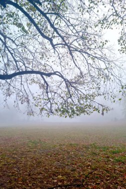 Parkta sisli bir sonbahar sabahı manzarası