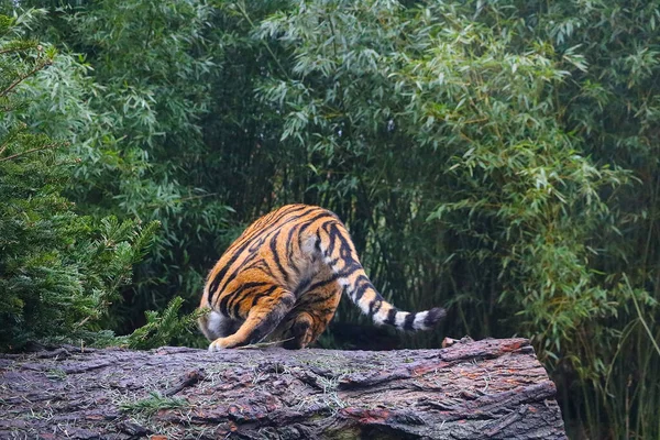 Tiger Hoppar Från Stock Djurliv Selektiv Inriktning — Stockfoto