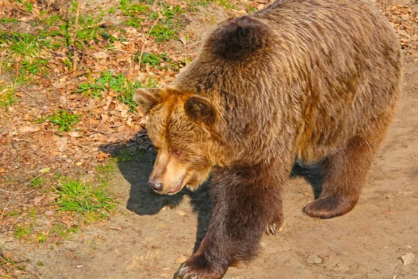 Zbliżenie Dorosłego Dużego Niedźwiedzia Brunatnego Lesie — Zdjęcie stockowe