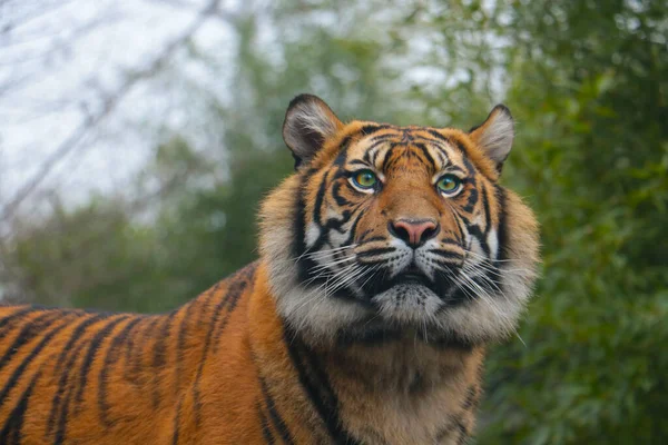 Close Young Wild Beautiful Tiger — ストック写真