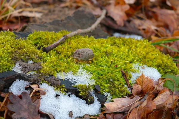 Green Moss Lies Snow Forest — стоковое фото