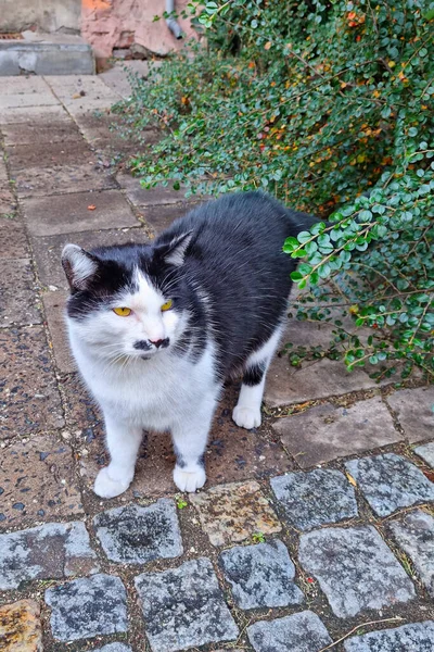 Gros Plan Beau Chat Domestique Noir Blanc — Photo