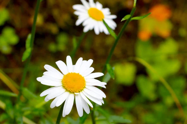 Close Blooming White Chamomile Meadow Summer —  Fotos de Stock