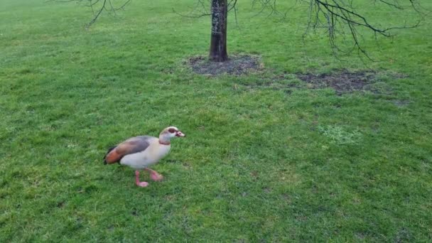Patos Gansos Caminan Sobre Hierba Verde Parque — Vídeos de Stock