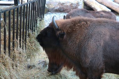 Saman ya da ot yiyen bizonun yakın çekimi.
