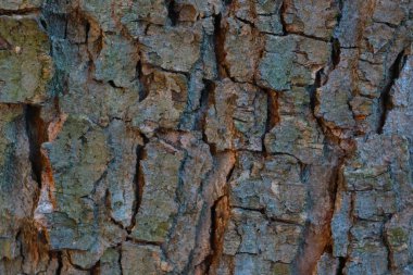 Ağacın kabuğuna yakın çekim, ahşap dokusu, arka plan.