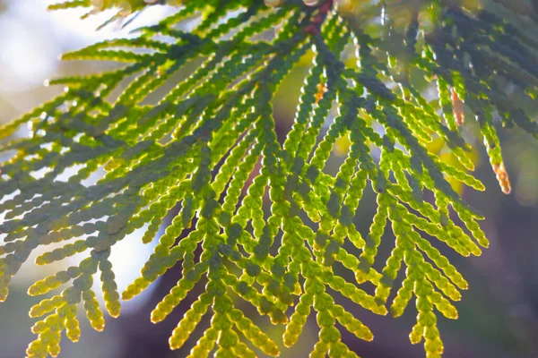 Beautiful Soft Light Falls Green Branch Juniper Spruce — Stock Photo, Image