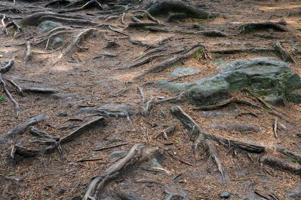 Raízes Árvores Saem Chão Uma Floresta Parque — Fotografia de Stock