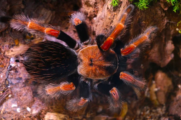 Vue Haut Sur Une Grande Belle Araignée — Photo