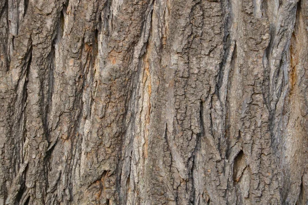 Nahaufnahme Der Textur Der Rinde Des Baumes — Stockfoto