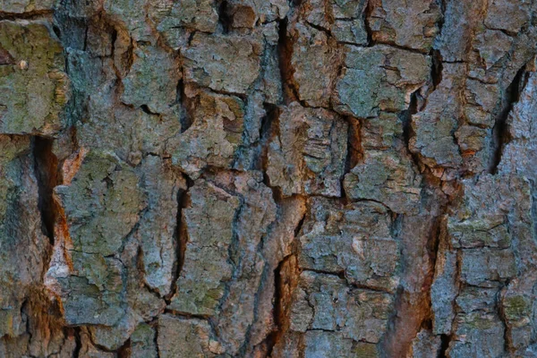 Detailní Záběr Kůry Stromu Struktura Dřeva Pozadí — Stock fotografie
