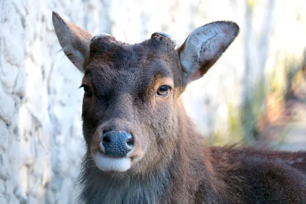 Close Beautiful Deer Antlers — Photo