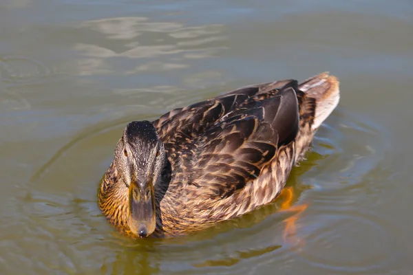 Beautiful Wild Duck Swims Water Wildlife —  Fotos de Stock