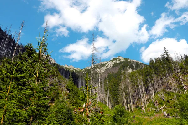 群山树木映衬蓝天的风景如画 是一种积极的生活方式 — 图库照片