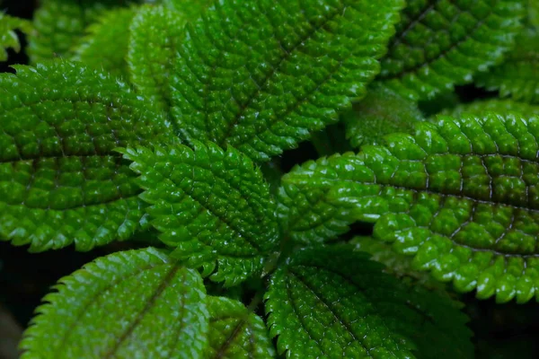 Прекрасний Темно Зелений Фон Листя Рослини — стокове фото