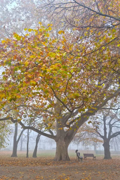 Mystical Foggy Morning Park Fall —  Fotos de Stock
