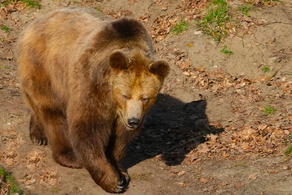 Close Brown Bear Autumn Forest — 스톡 사진