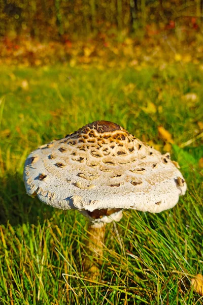 Beautiful Mushroom Grows Clearing Forest — Foto de Stock